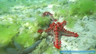 Что можно увидеть под водой на пляжах Занзибара Нунгви и Kendwa и как тут с рыбалкой