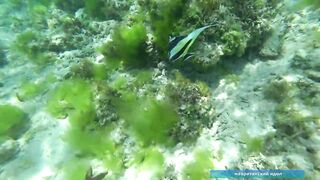 Что можно увидеть под водой на пляжах Занзибара Нунгви и Kendwa и как тут с рыбалкой