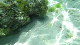 Что можно увидеть под водой на пляжах Занзибара Нунгви и Kendwa и как тут с рыбалкой