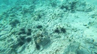 Что можно увидеть под водой на пляжах Занзибара Нунгви и Kendwa и как тут с рыбалкой