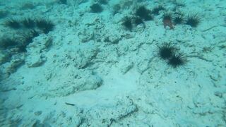 Что можно увидеть под водой на пляжах Занзибара Нунгви и Kendwa и как тут с рыбалкой