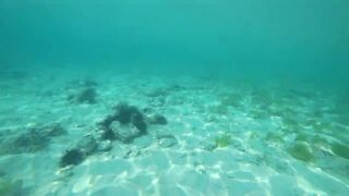 Что можно увидеть под водой на пляжах Занзибара Нунгви и Kendwa и как тут с рыбалкой