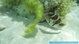 Что можно увидеть под водой на пляжах Занзибара Нунгви и Kendwa и как тут с рыбалкой