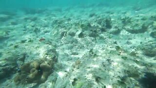 Что можно увидеть под водой на пляжах Занзибара Нунгви и Kendwa и как тут с рыбалкой