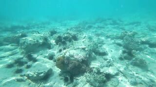 Что можно увидеть под водой на пляжах Занзибара Нунгви и Kendwa и как тут с рыбалкой