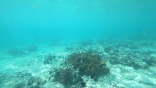 Что можно увидеть под водой на пляжах Занзибара Нунгви и Kendwa и как тут с рыбалкой