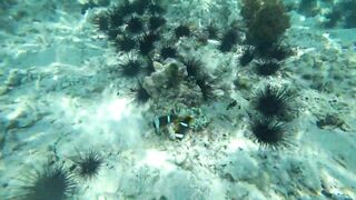 Что можно увидеть под водой на пляжах Занзибара Нунгви и Kendwa и как тут с рыбалкой