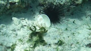 Что можно увидеть под водой на пляжах Занзибара Нунгви и Kendwa и как тут с рыбалкой