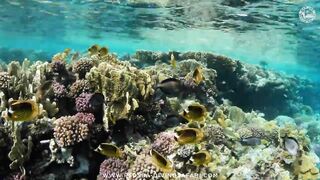 Red Sea Marsa Alam подводный мир и берега стоит ли планировать здесь день с маской и снастями