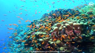 Red Sea Marsa Alam подводный мир и берега стоит ли планировать здесь день с маской и снастями