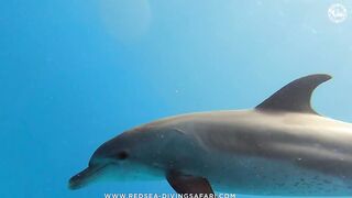 Red Sea Marsa Alam подводный мир и берега стоит ли планировать здесь день с маской и снастями