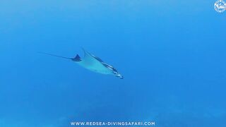 Red Sea Marsa Alam подводный мир и берега стоит ли планировать здесь день с маской и снастями