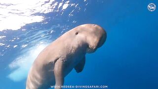 Red Sea Marsa Alam подводный мир и берега стоит ли планировать здесь день с маской и снастями