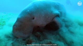 Red Sea Marsa Alam подводный мир и берега стоит ли планировать здесь день с маской и снастями