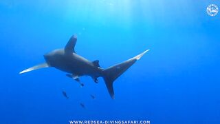 Red Sea Marsa Alam подводный мир и берега стоит ли планировать здесь день с маской и снастями