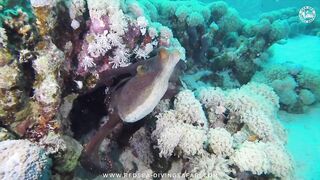 Red Sea Marsa Alam подводный мир и берега стоит ли планировать здесь день с маской и снастями