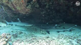 Red Sea Marsa Alam подводный мир и берега стоит ли планировать здесь день с маской и снастями