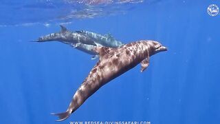 Red Sea Marsa Alam подводный мир и берега стоит ли планировать здесь день с маской и снастями