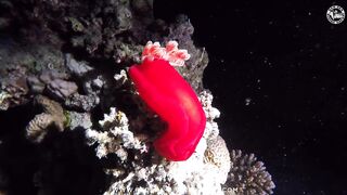 Red Sea Marsa Alam подводный мир и берега стоит ли планировать здесь день с маской и снастями