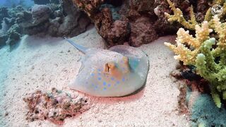 Red Sea Marsa Alam подводный мир и берега стоит ли планировать здесь день с маской и снастями