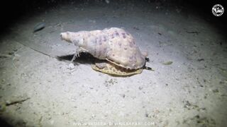 Red Sea Marsa Alam подводный мир и берега стоит ли планировать здесь день с маской и снастями