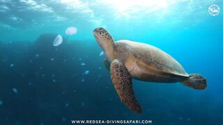 Red Sea Marsa Alam подводный мир и берега стоит ли планировать здесь день с маской и снастями
