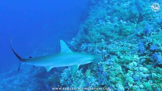 Red Sea Marsa Alam подводный мир и берега стоит ли планировать здесь день с маской и снастями