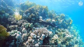 Red Sea Marsa Alam подводный мир и берега стоит ли планировать здесь день с маской и снастями