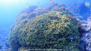 Red Sea Marsa Alam подводный мир и берега стоит ли планировать здесь день с маской и снастями