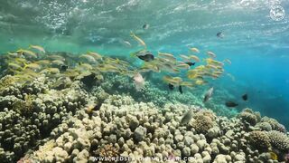 Red Sea Marsa Alam подводный мир и берега стоит ли планировать здесь день с маской и снастями