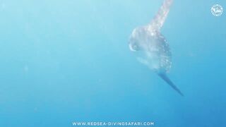 Red Sea Marsa Alam подводный мир и берега стоит ли планировать здесь день с маской и снастями