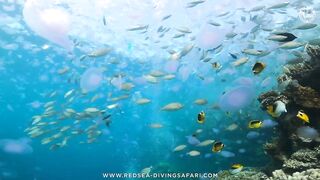 Red Sea Marsa Alam подводный мир и берега стоит ли планировать здесь день с маской и снастями