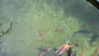 Shanghai эксперимент с drone fishing как запускать снасть с квадрокоптера над водой