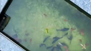 Shanghai эксперимент с drone fishing как запускать снасть с квадрокоптера над водой