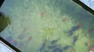 Shanghai эксперимент с drone fishing как запускать снасть с квадрокоптера над водой