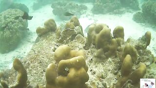 Таиланд Phuket необитаемые острова Ko Rok и Ko Ha, снорклинг лучшие кораллы и вараны