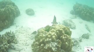 Таиланд Phuket необитаемые острова Ko Rok и Ko Ha, снорклинг лучшие кораллы и вараны