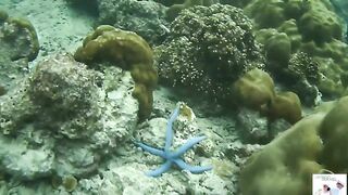 Таиланд Phuket необитаемые острова Ko Rok и Ko Ha, снорклинг лучшие кораллы и вараны