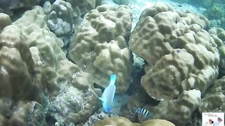 Таиланд Phuket необитаемые острова Ko Rok и Ko Ha, снорклинг лучшие кораллы и вараны