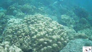 Таиланд Phuket необитаемые острова Ko Rok и Ko Ha, снорклинг лучшие кораллы и вараны