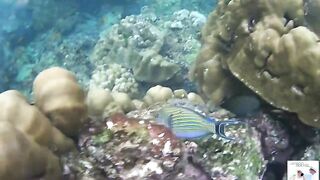 Таиланд Phuket необитаемые острова Ko Rok и Ko Ha, снорклинг лучшие кораллы и вараны