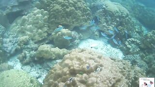 Таиланд Phuket необитаемые острова Ko Rok и Ko Ha, снорклинг лучшие кораллы и вараны