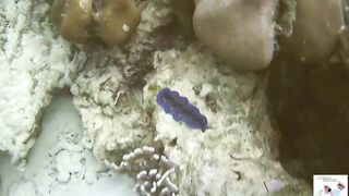 Таиланд Phuket необитаемые острова Ko Rok и Ko Ha, снорклинг лучшие кораллы и вараны