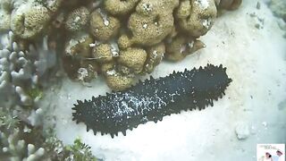 Таиланд Phuket необитаемые острова Ko Rok и Ko Ha, снорклинг лучшие кораллы и вараны