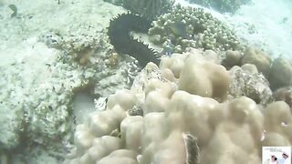 Таиланд Phuket необитаемые острова Ko Rok и Ko Ha, снорклинг лучшие кораллы и вараны