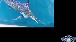 Морская рыбалка в Salalah Oman океанский биг гейм за тунцом и другими трофеями