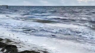 Puerto Morelos Mexico: баклан охотится под водой и прибрежная рыбалка в Мексике