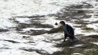 Puerto Morelos Mexico: баклан охотится под водой и прибрежная рыбалка в Мексике