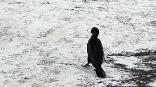 Puerto Morelos Mexico: баклан охотится под водой и прибрежная рыбалка в Мексике