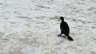 Puerto Morelos Mexico: баклан охотится под водой и прибрежная рыбалка в Мексике